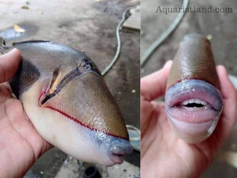 Fish with Human-like teeth and Lips from Malaysia