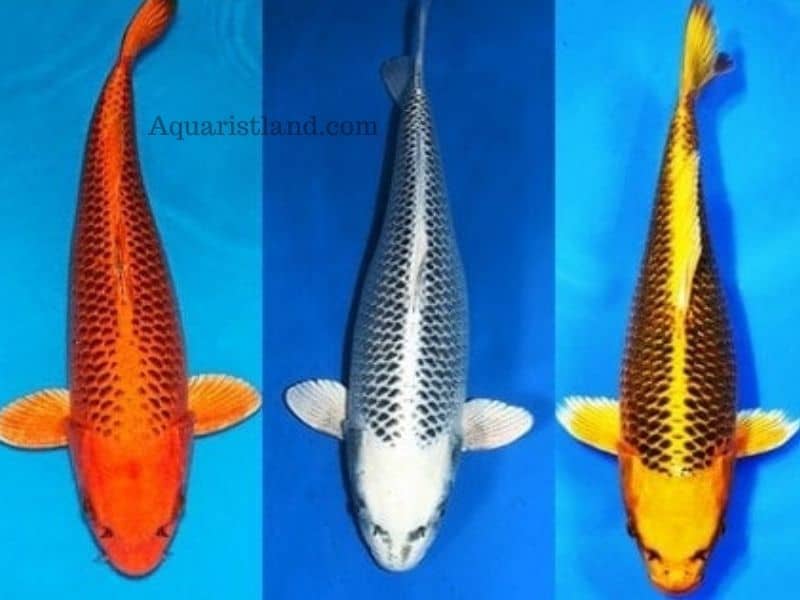 Maksuba Koi (Fish with human-like appearance)