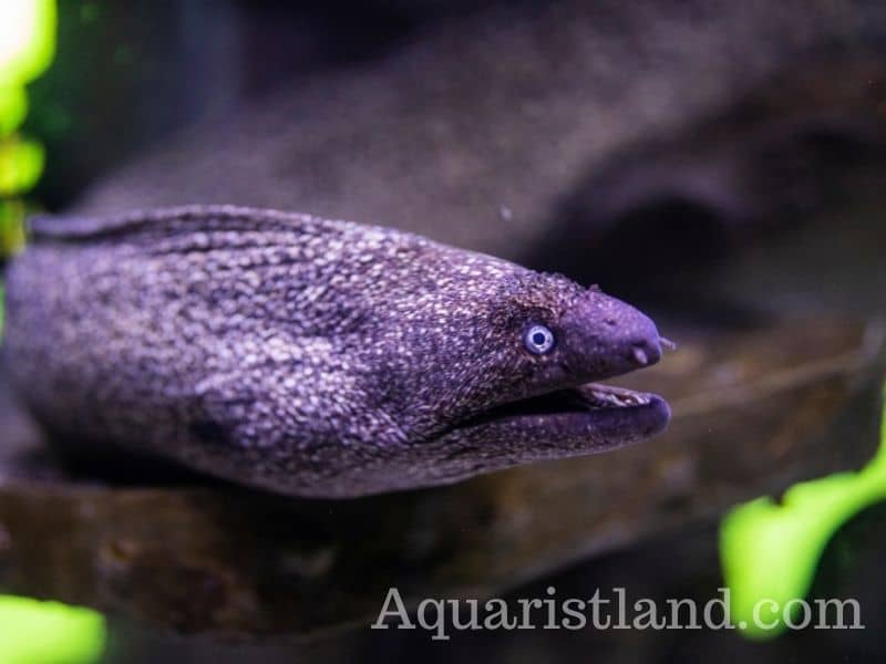 Moray eel in fish with an eel-like appearance. 