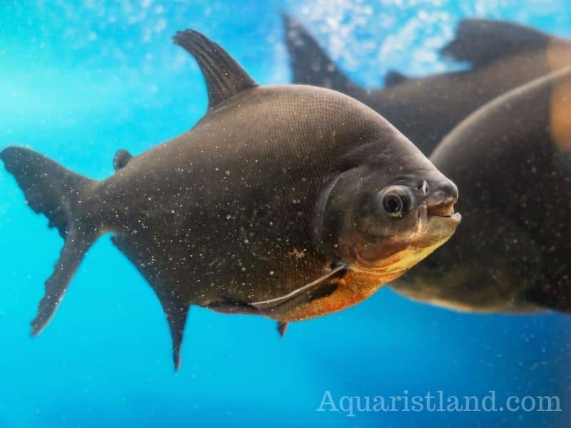 Pacu Fish (Fish With Human-like Teeth)