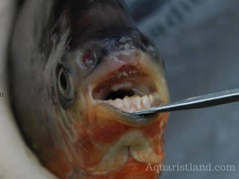 Pacu fish (Fish with human-like Teeth)