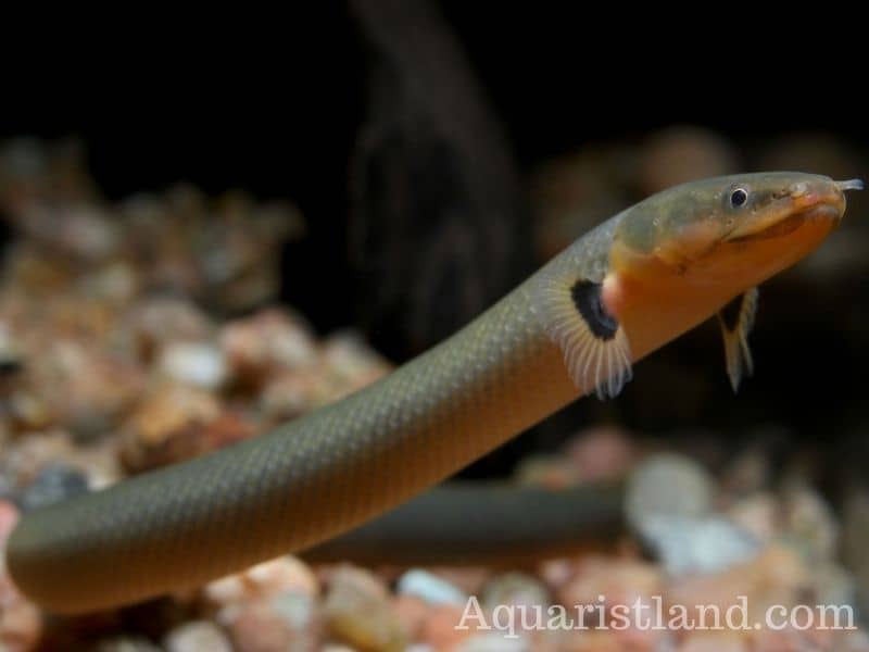Reedfish/Ropefish with eel type body.