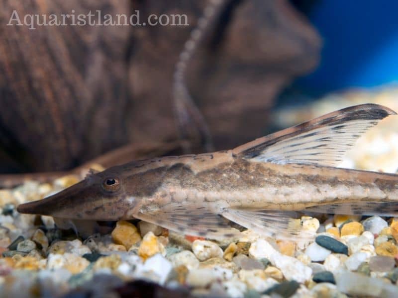 Whiptail Catfish (fish that looks like a lizard)