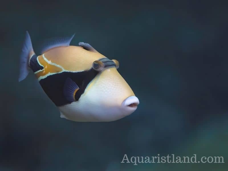 Triggerfish (fish with Human-like lips)