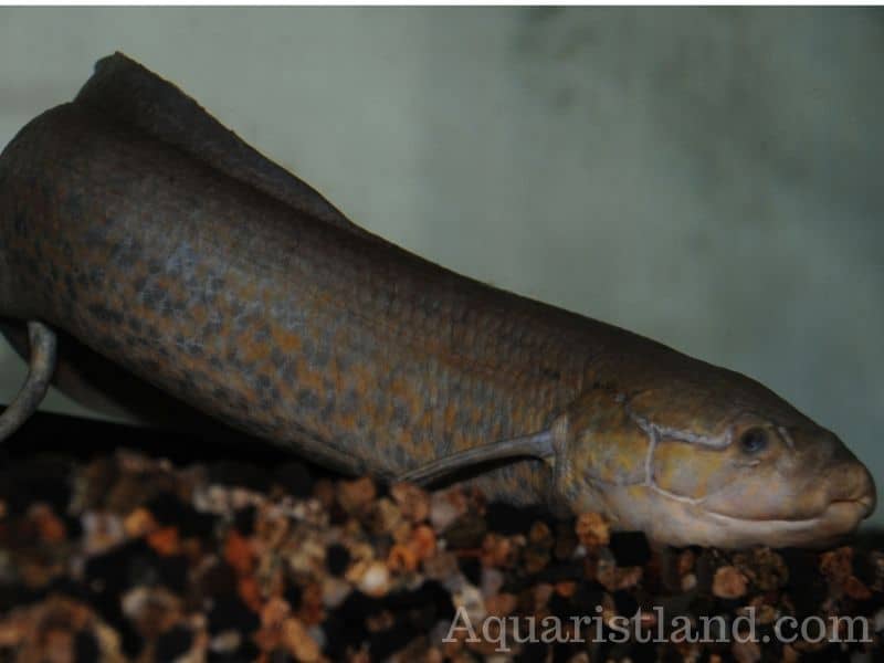 West African Lungfish in Fish that look like an eel.