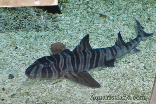 Zebra Bullhead Shark (Fish with Z)