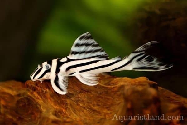 Zebra Pleco (Fish That has Z in the beginning)