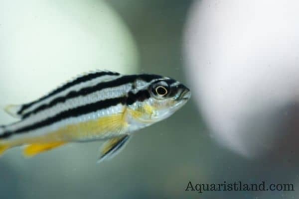 Zebrafish (fish that has letter z in the beginning)
