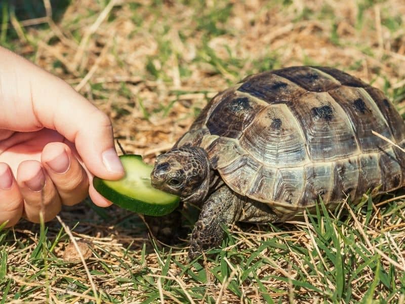 Feeding a cucumber slice to a turtle