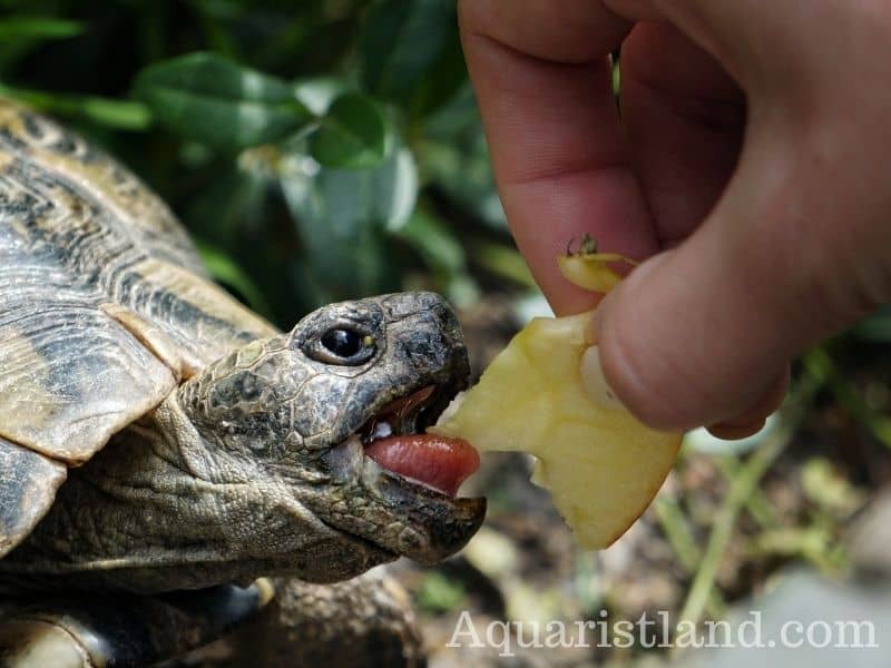 Can you feed vegetable to turtles 