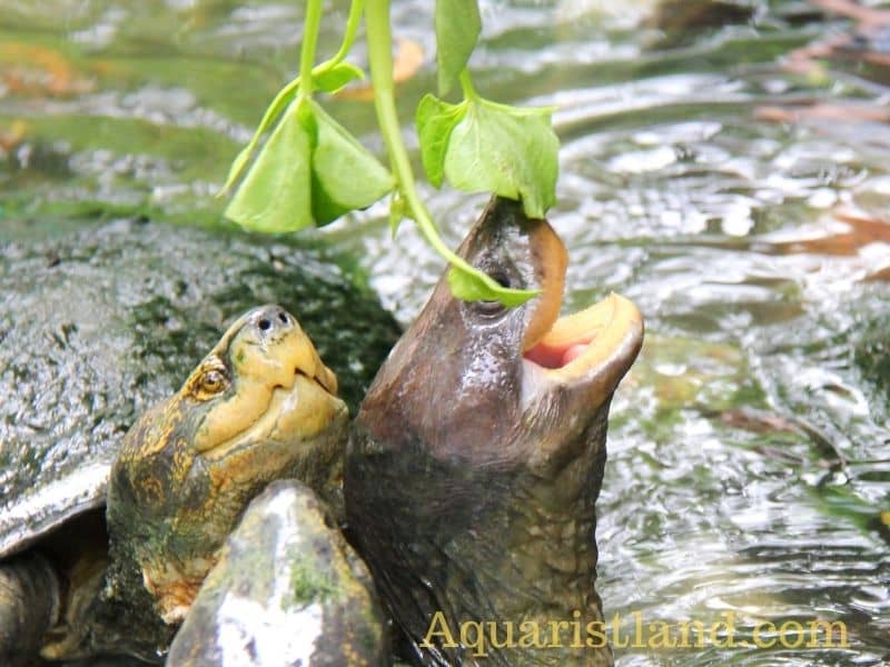 Aquatic Turtles eating plant matter