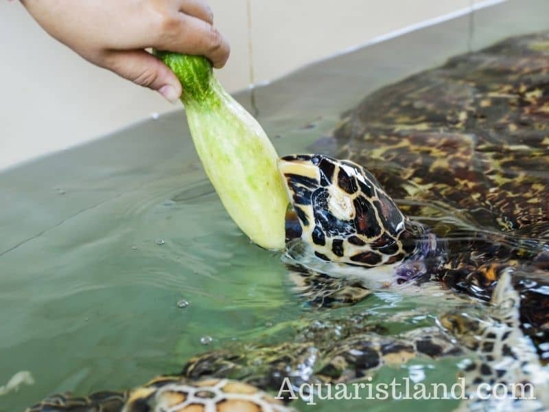 Feeding Turtle cucumber 