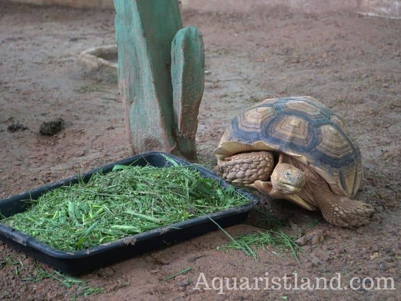 Turtles eating vegetables