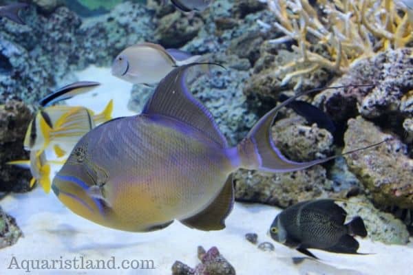 Queen Triggerfish- fish that starts with Q