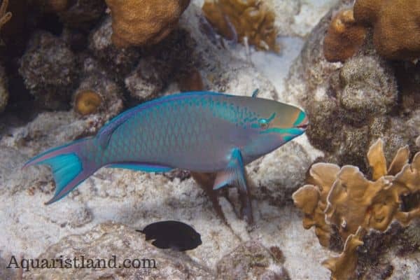 Queen parrotfish- fish starting with Q