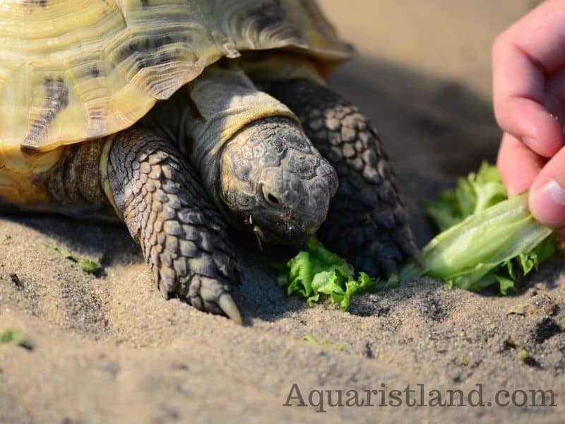 Turtles eating leafy green vegetables