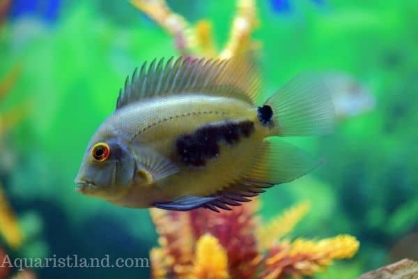 Uaru Cichlid - Fish Names Starting with U