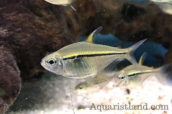Ulrey Tetra is a fish starts with U in the beginning
