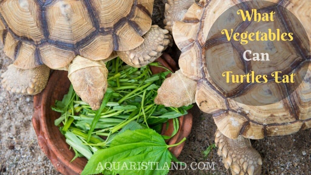 What vegetables can turtles eat