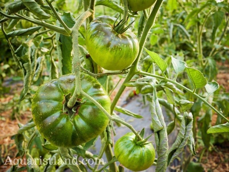Green tomatoes hanging on the tree 