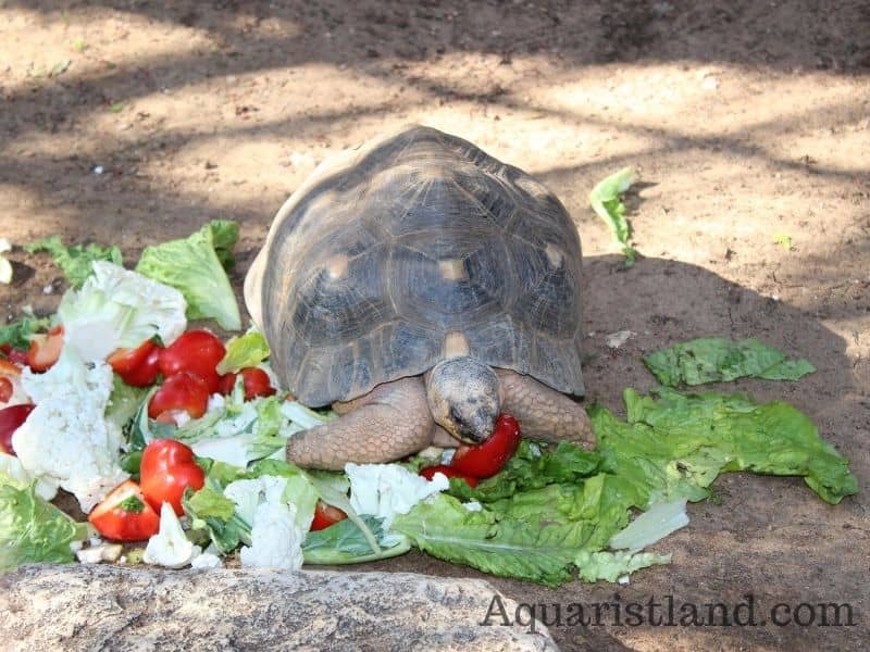 A Turtle eating different type of vegetables
