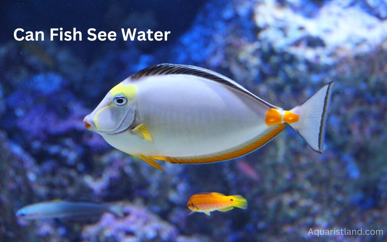 Can Fish See Water