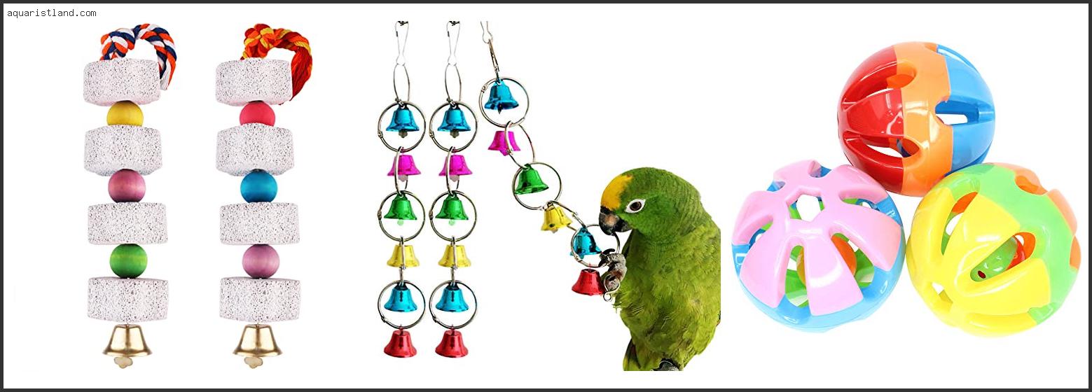 Best Toys For Eclectus Parrots