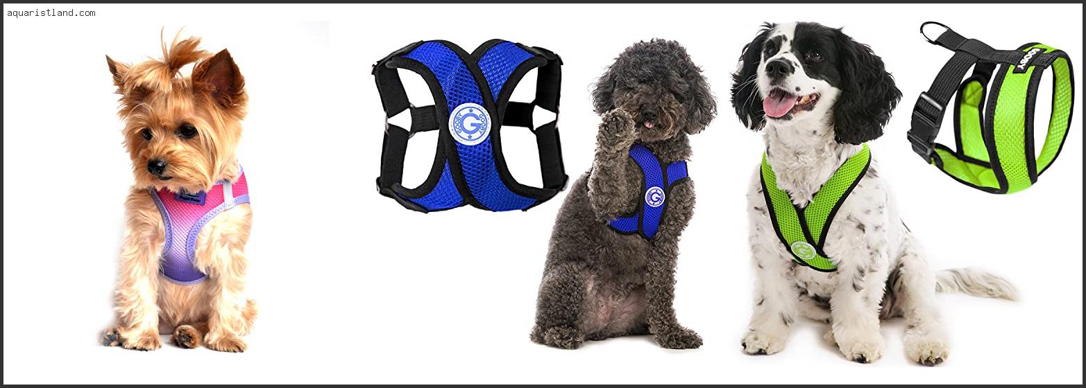 Best Dog Harness For Collapsed Trachea