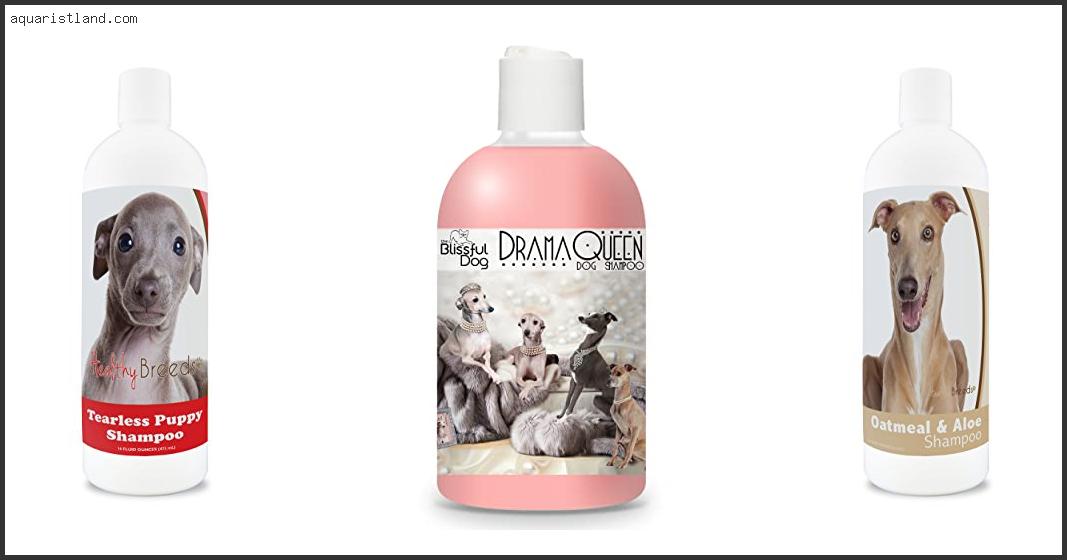 Best Shampoo For Italian Greyhound