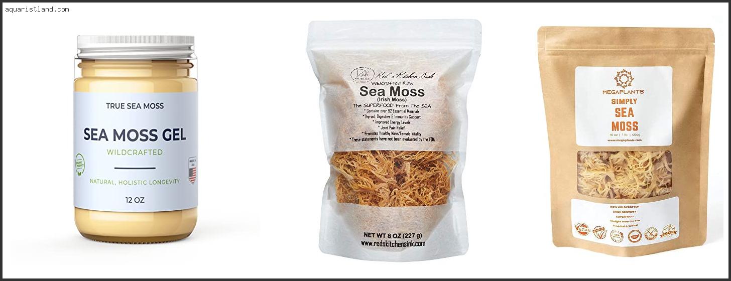 Best Wildcrafted Irish Sea Moss